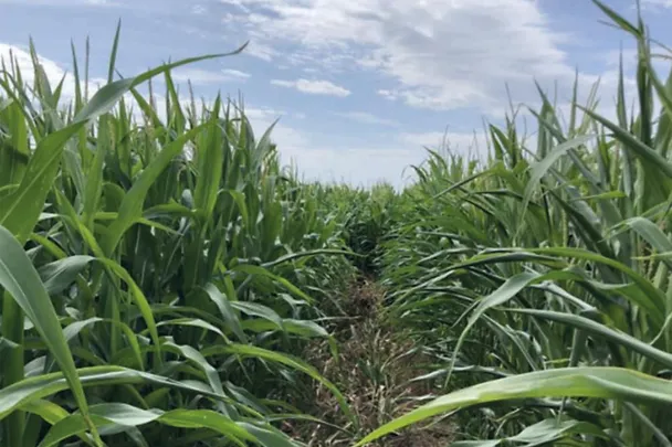 Maisfeld mit und ohne boncrop