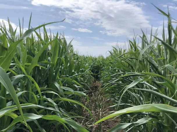 Maisfeld mit und ohne boncrop