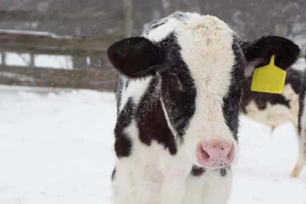 Kalb im Schnee