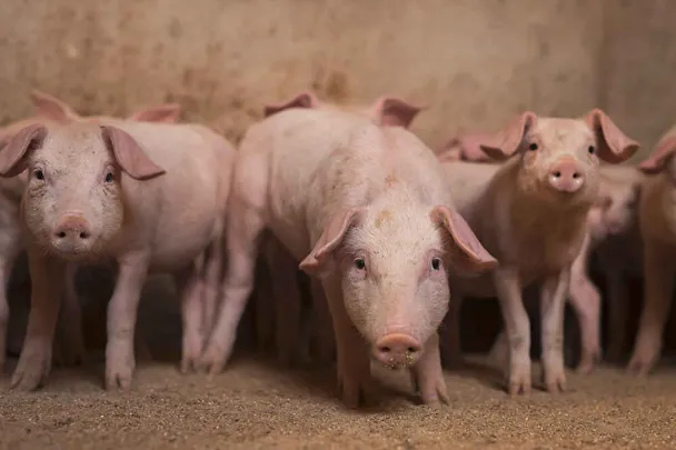 Ferkel im Aufzuchtstall