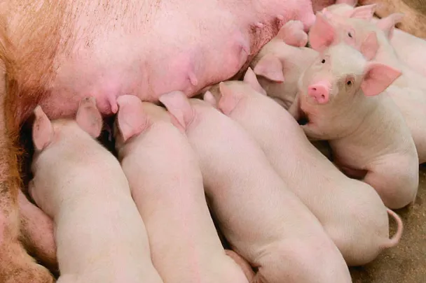 Ferkel bei einer Sau Ferkel bei einer Sau
