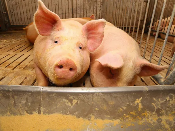Mastschweine Mastschweine