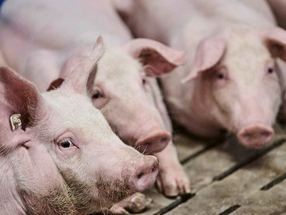 Schweine Schweine
