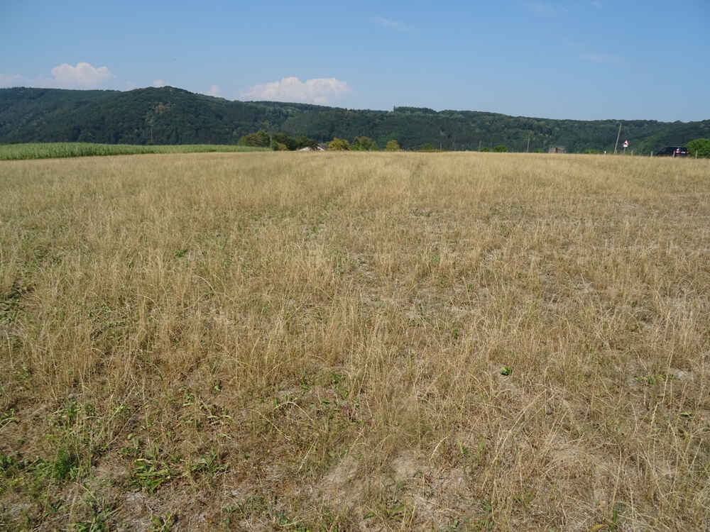 Trockengestresstes Grünland