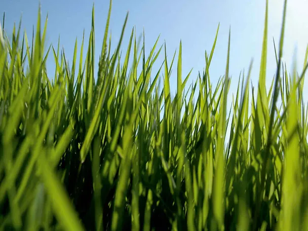Gras Gras