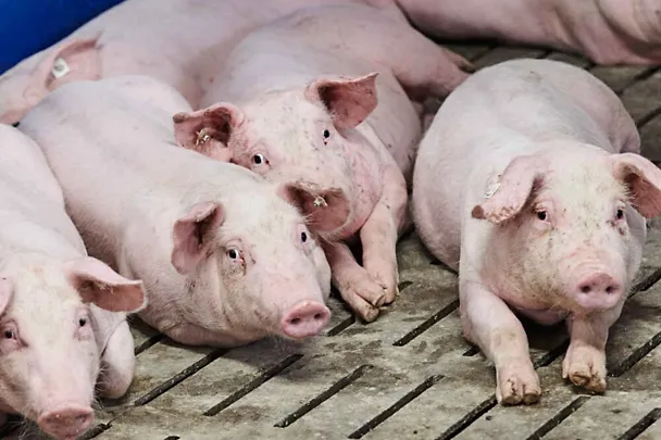 Schweine Schweine