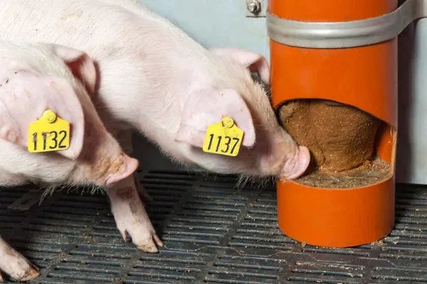 Ferkel mit SCHAUMANN SIXPIG