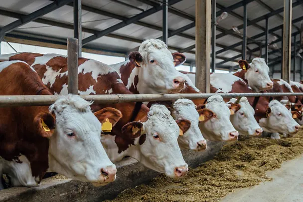 Fleckvieh am Futtertisch