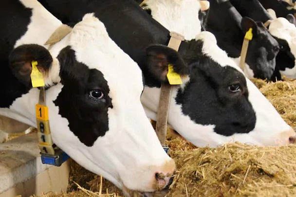 Kühe am Futtertisch