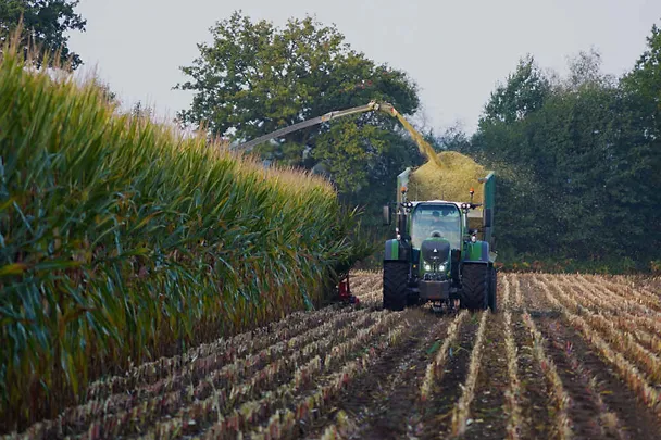 Ernte von Maissilage