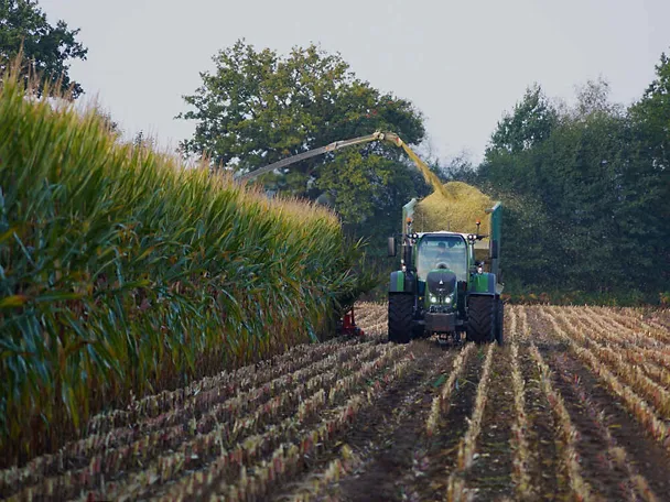 Ernte von Maissilage Ernte von Maissilage
