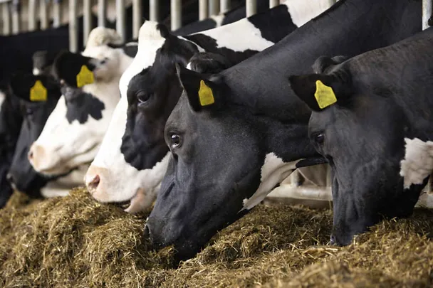 Milchkühe am Futtertisch