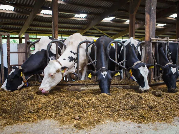 Milchkühe am Futtertisch