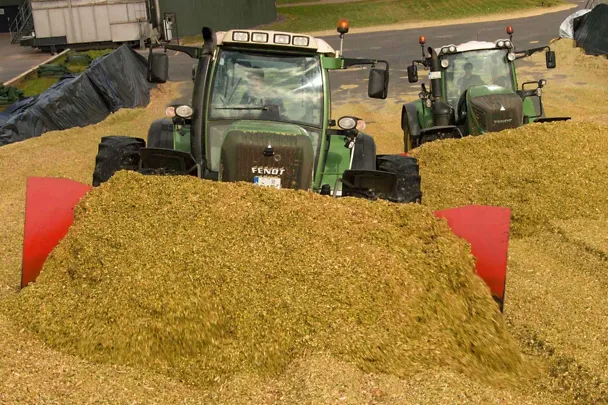 Maissilage