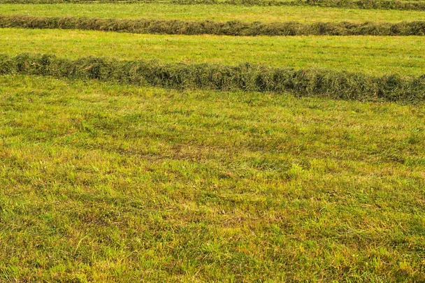 Gemähtes Gras im Schwad