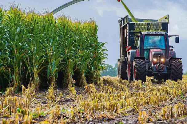 Maissilage Maissilage
