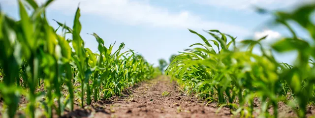 Junge Maispflanzen im Feld