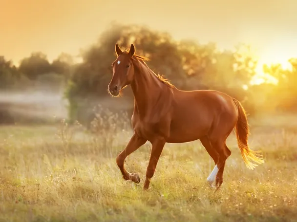 Pferd läuft auf der Weide